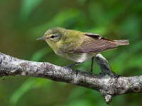 A2Z6025c  Tennessee Warbler (Oreothlypis peregrina)